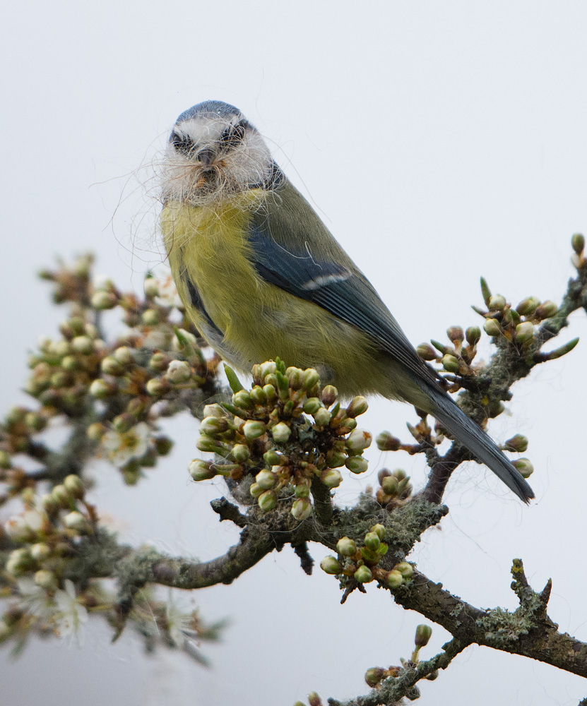 Blue Tit gathering wool from my garden