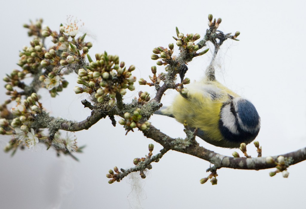 Blue Tit gathering wool from my garden