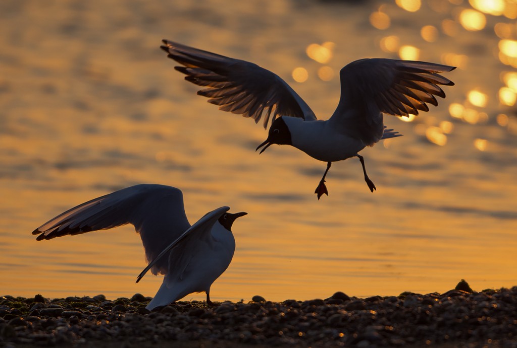 Dawn Gulls, Rye Harbour