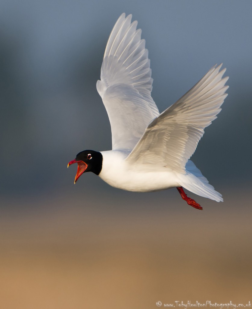 Mediterranean Gull - Rye Harbour