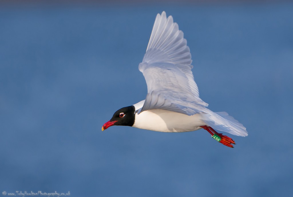 Med Gull with leg ring - Rye harbour