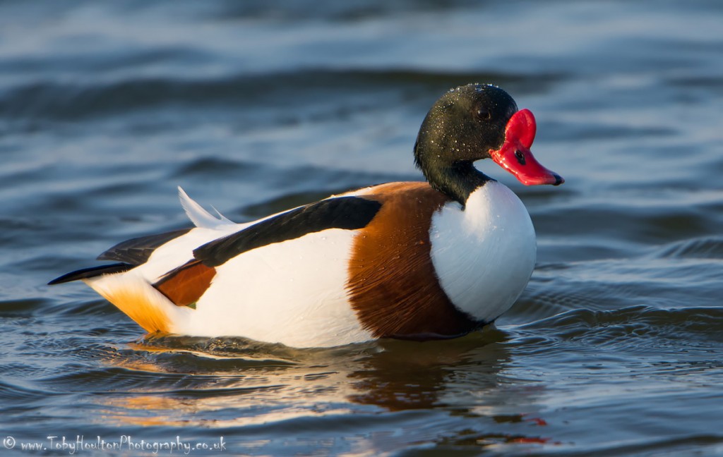 Shelduck - Rye Harbour