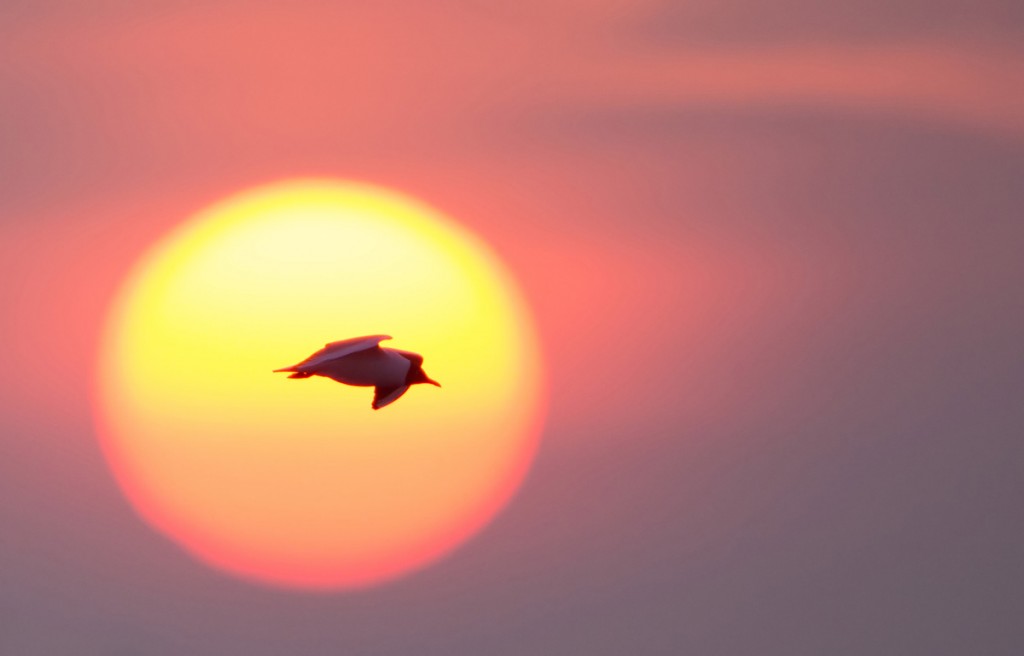 Black Headed Gull at sunrise, Rye Harbour