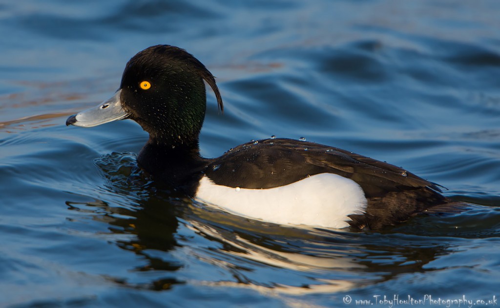 Tufted Duck male - Rye Harbour