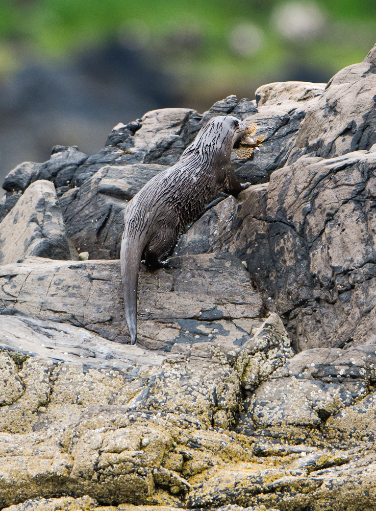 Otter with meal on the rocks