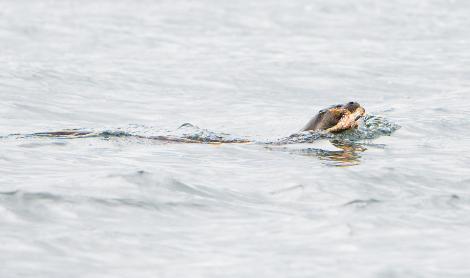 Otter with fish