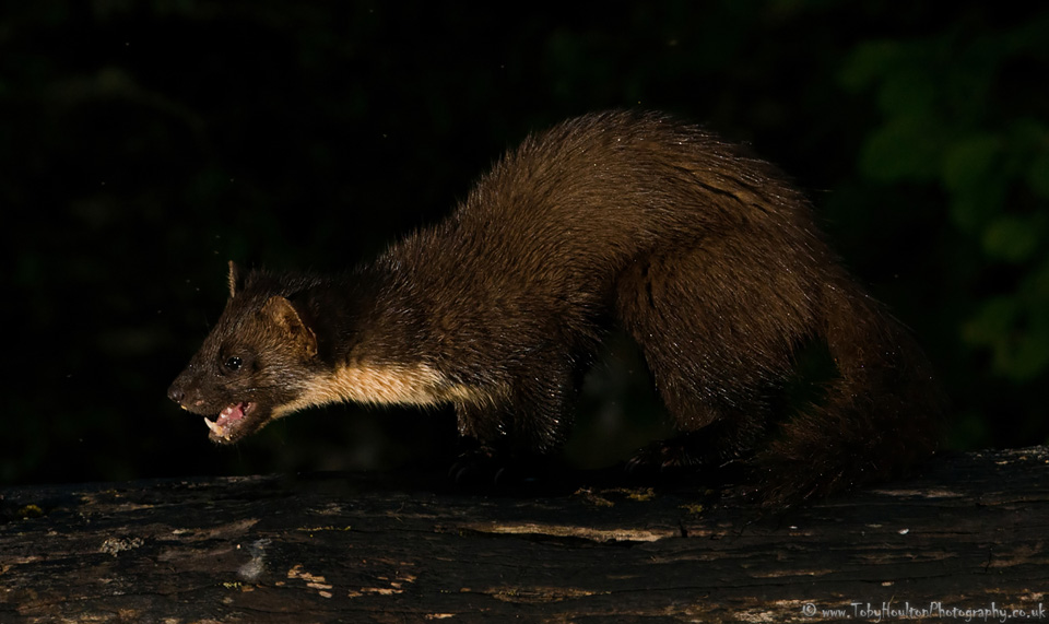 Pine Marten eating - Ardnamurchan