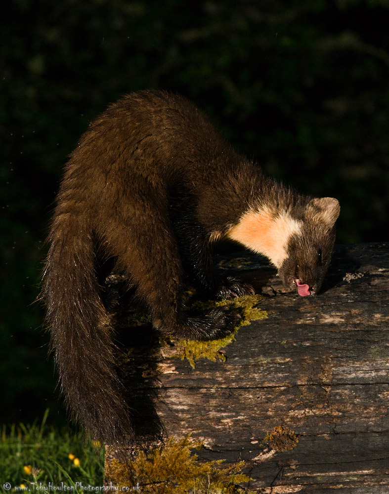 Pine Marten - Ardnamurchan