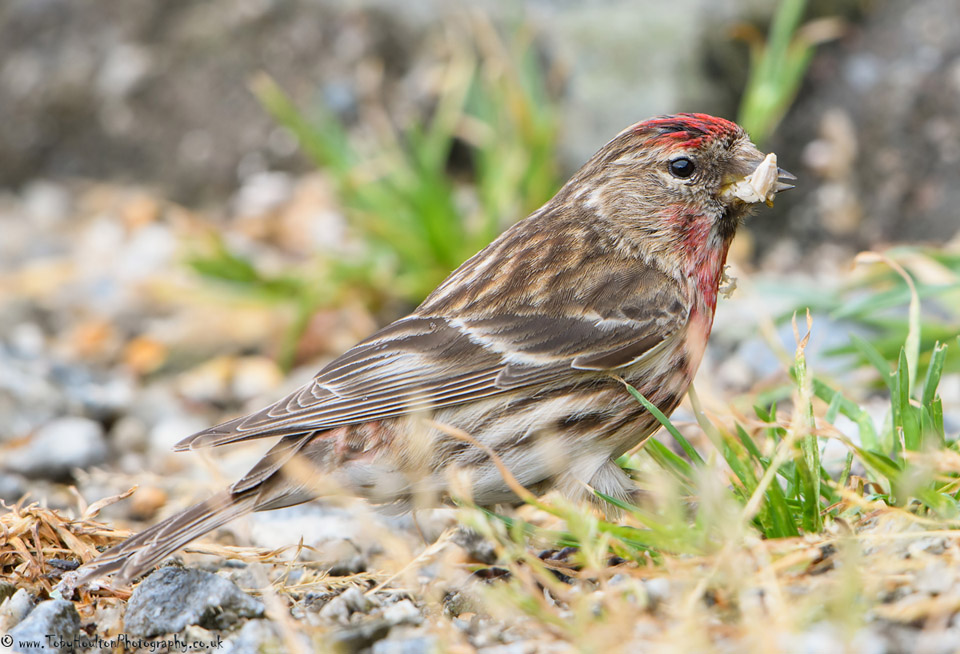 Redpoll feeding on ground, Ardnamurchan