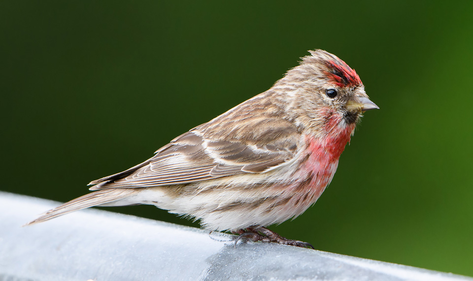 Redpoll, Ardnamurchan