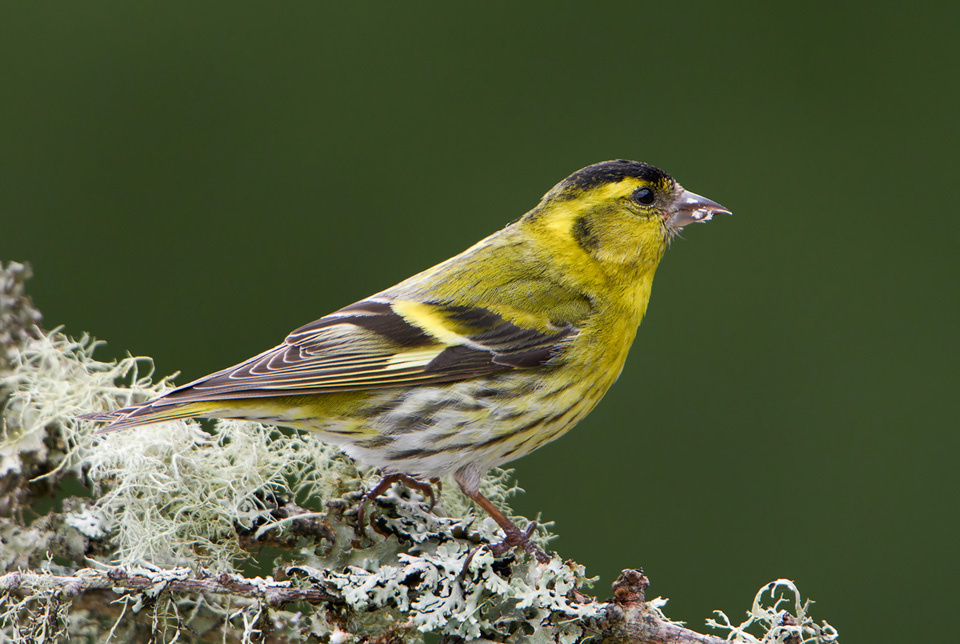 Male Siskin on lichen, Ardnamurchan