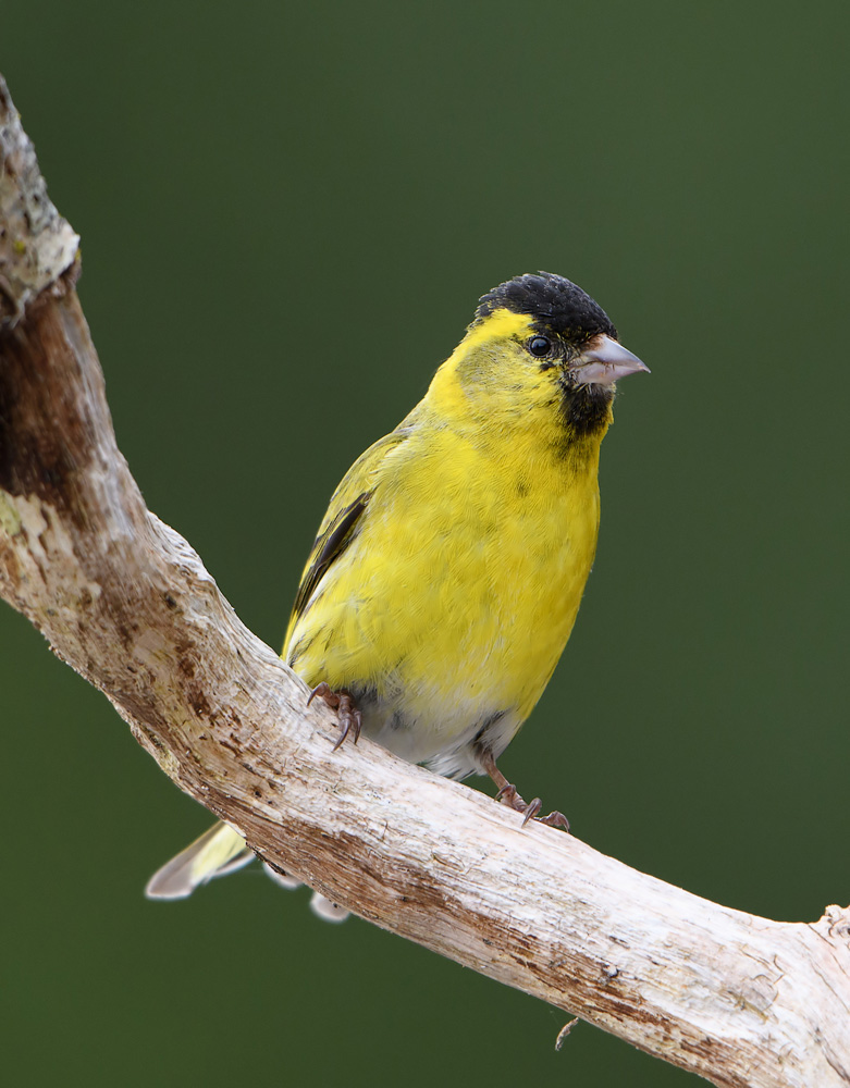 Male Siskin, Ardnamurchan