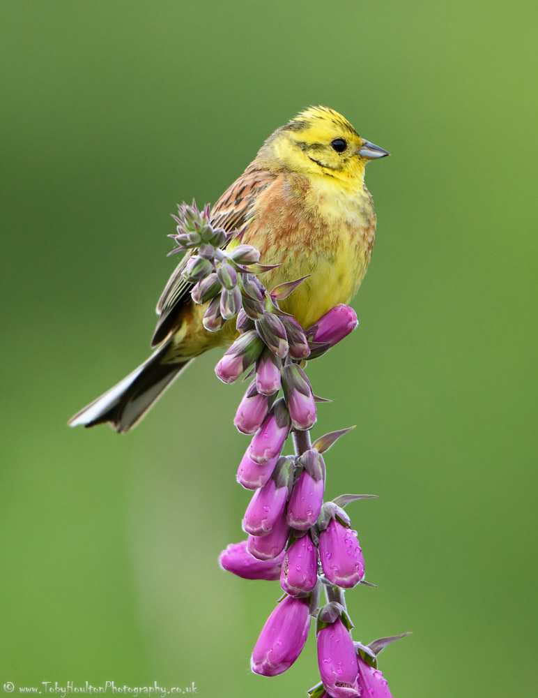 Yellowhammer perched on Foxglove, Ardnamurchan