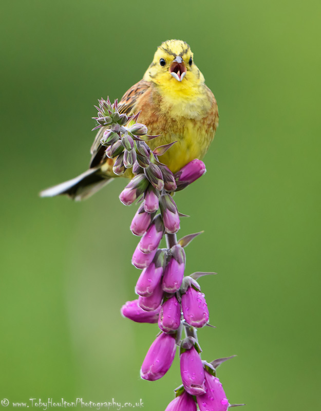 Yellowhammer singing from foxglove, Ardnmurchan