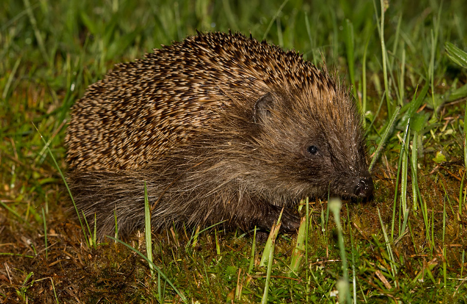 Hedgehog, Ardnamurchan