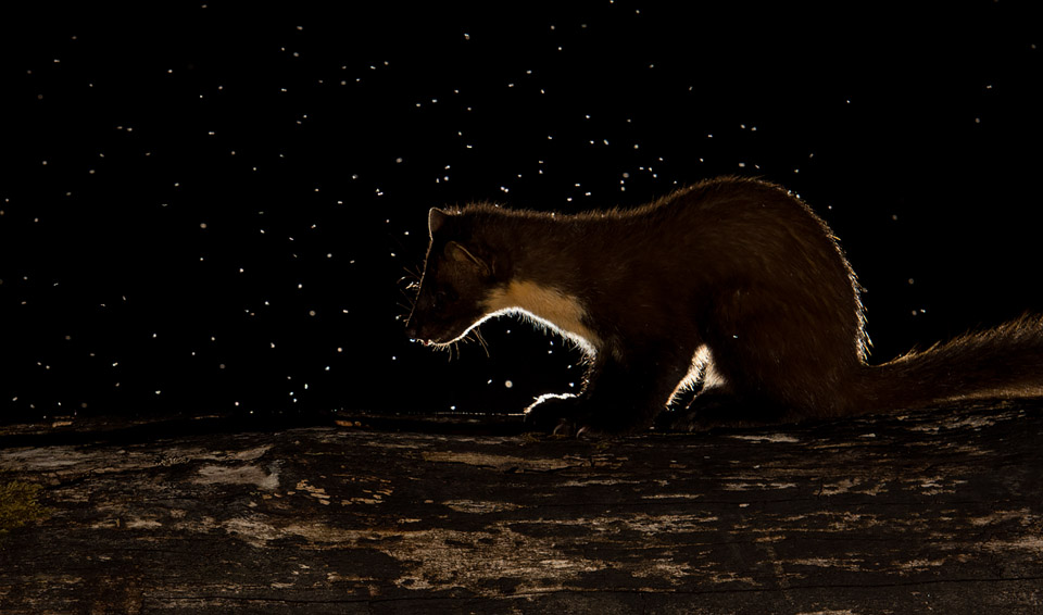 Backlit Pine Marten, Ardnamurchan