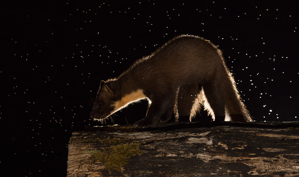 Backlit Pine Marten, Ardnamurchan