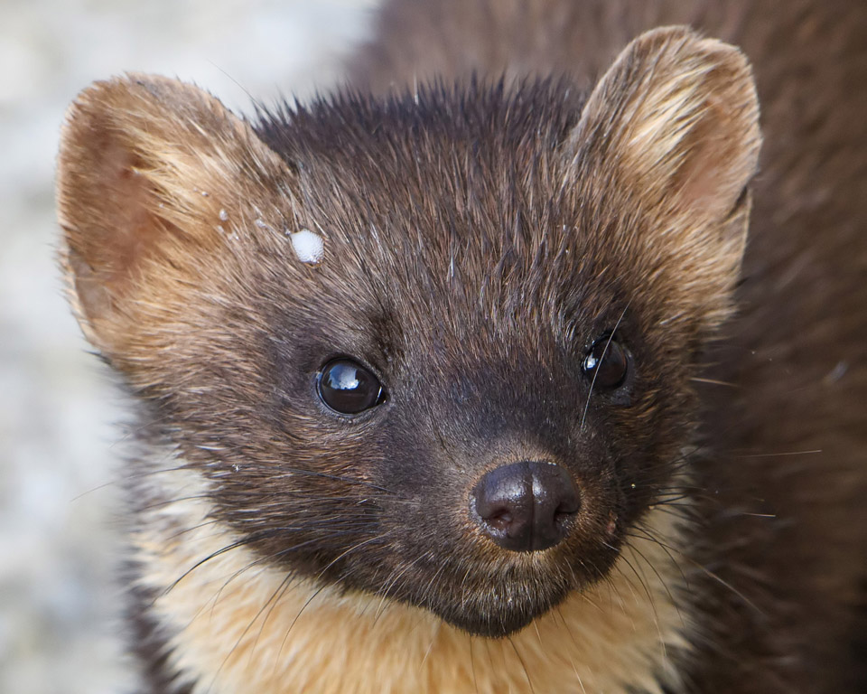 Pine Marten face close up