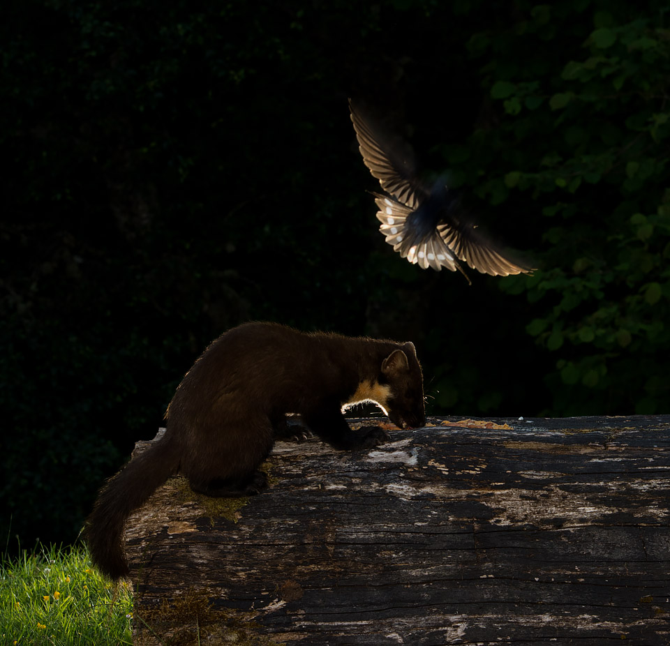 Swallow attacking Pine Marten, Ardnamurchan