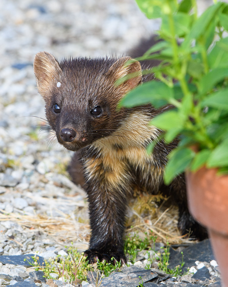 Pine Marten coming to investigate