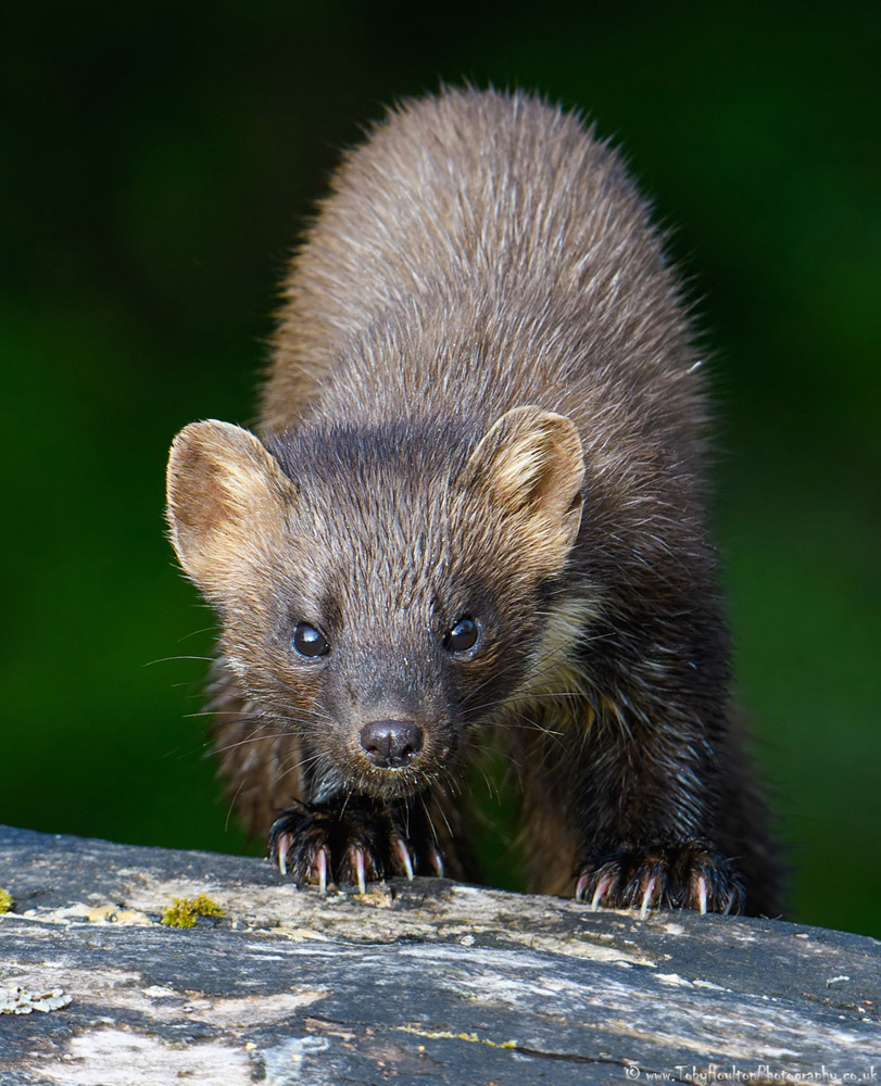 Pine Marten portrait, Ardnamurchan