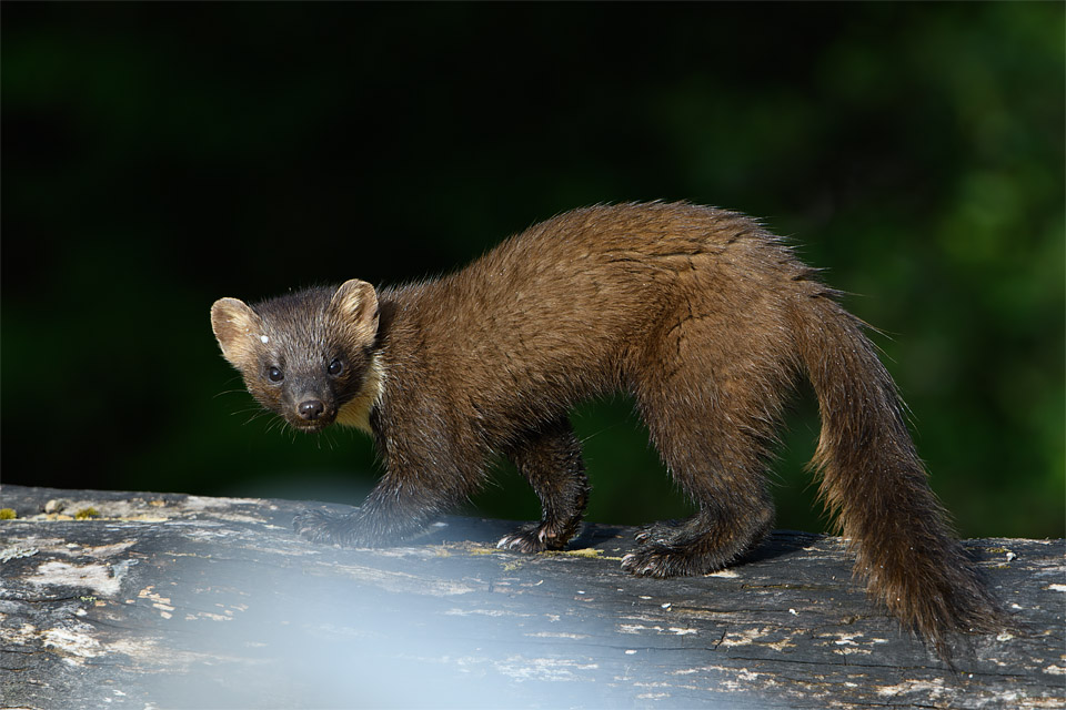 Pine Marten (with annoying white blur!)