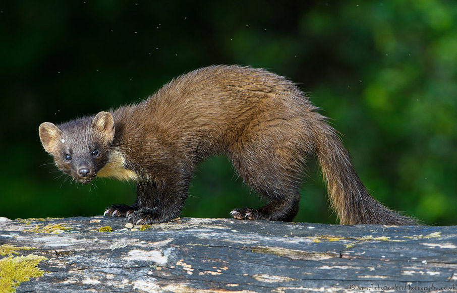 Pine Marten, Ardnamurchan