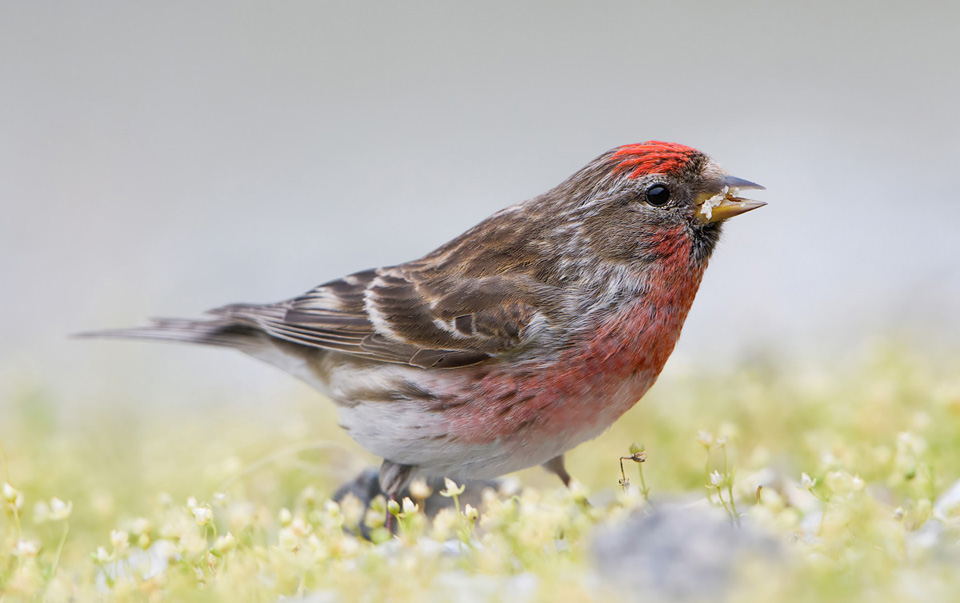 Redpoll feeding on ground, Ardnamurchan