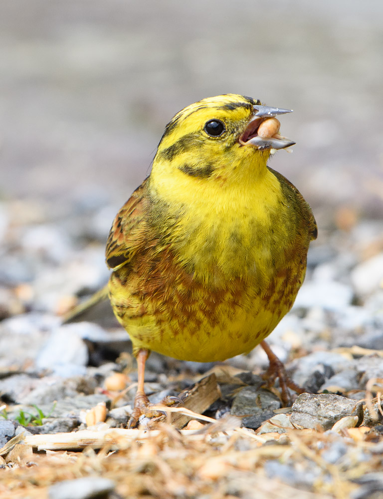 Yellowhammer feeding, Ardnamurchan