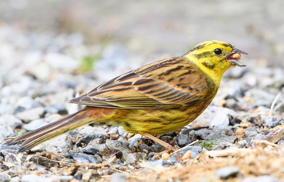 Yellowhammer feeding, Ardnamurchan