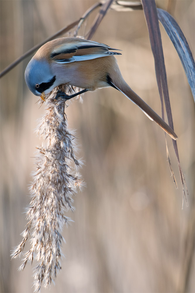 Bearded Tit feeding on seeds