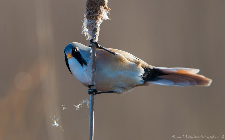 Male Bearded Tit on reed head