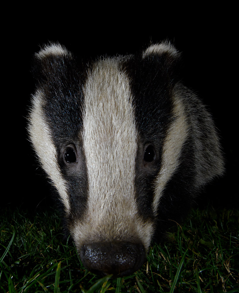 Badger Cub close up