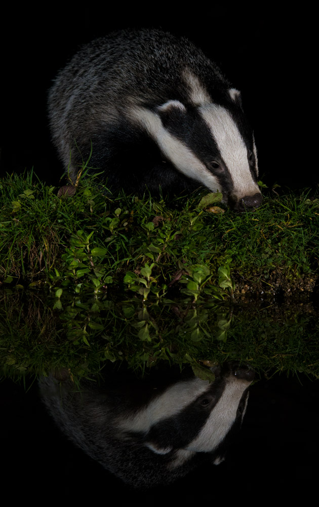 Badger reflection