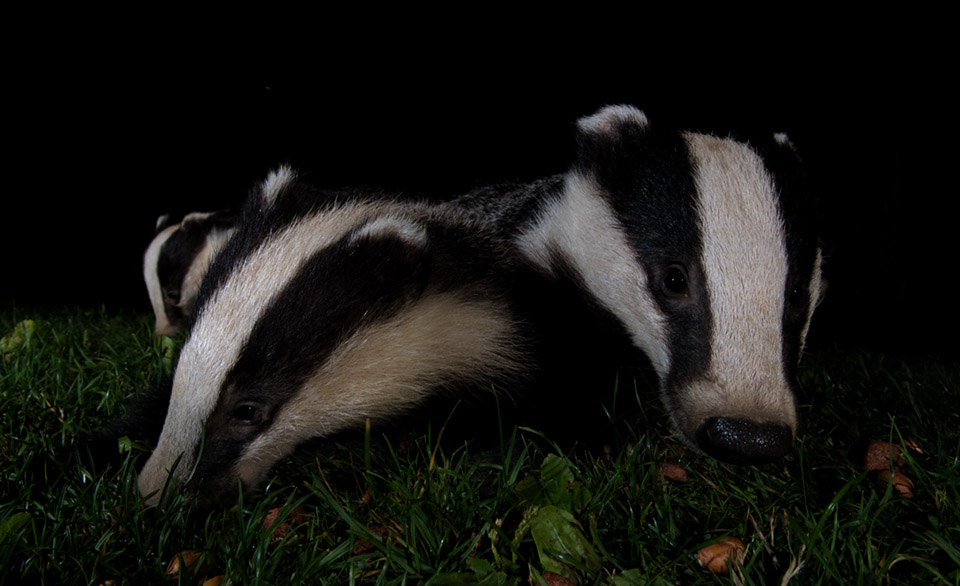 Young badgers feeding in garden