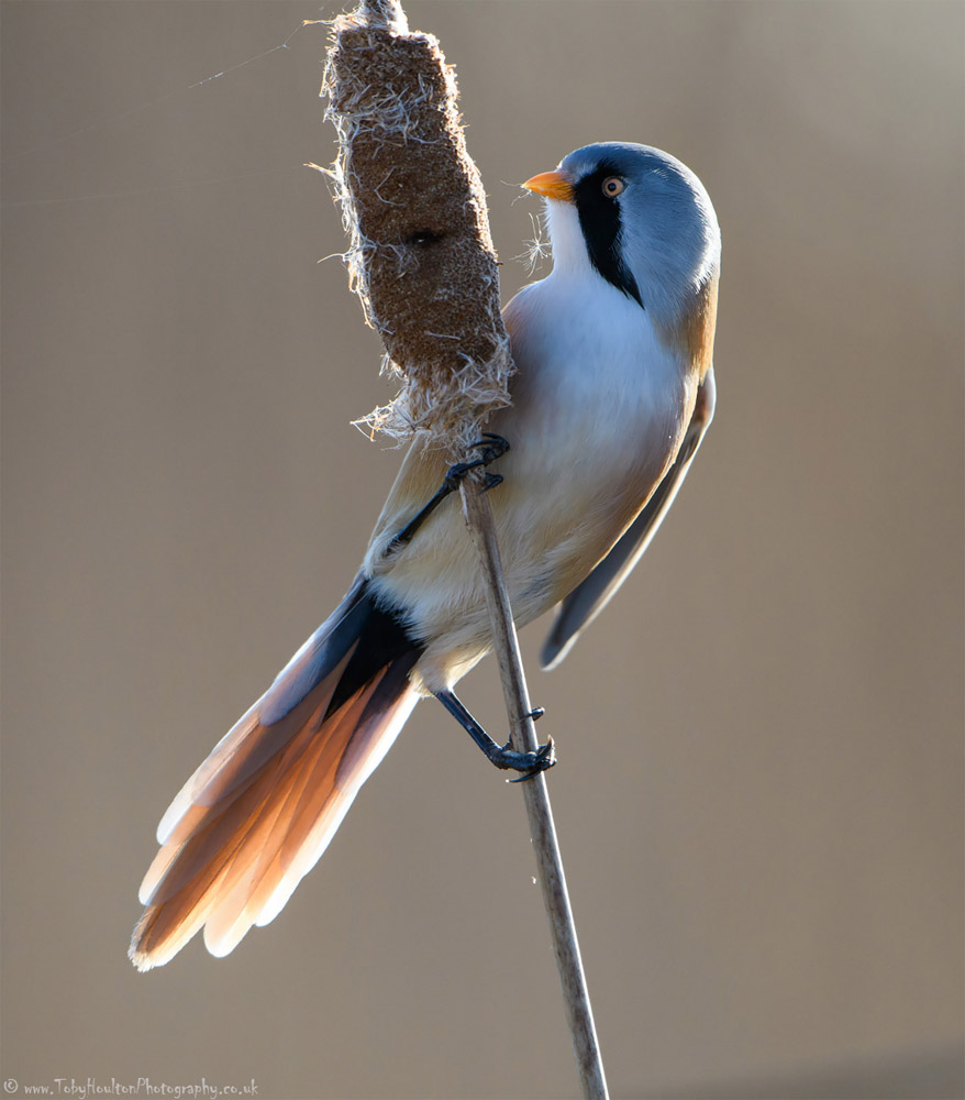 Bearded Tit feeding