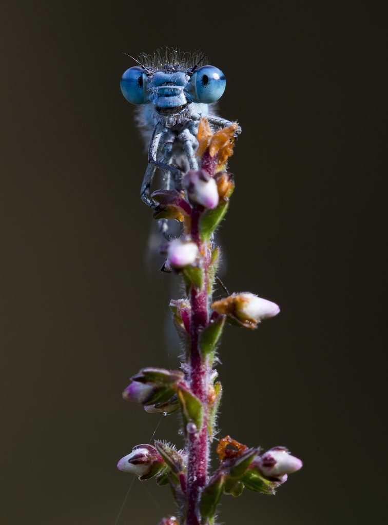 BWPA shortlisted image "Peeking over"