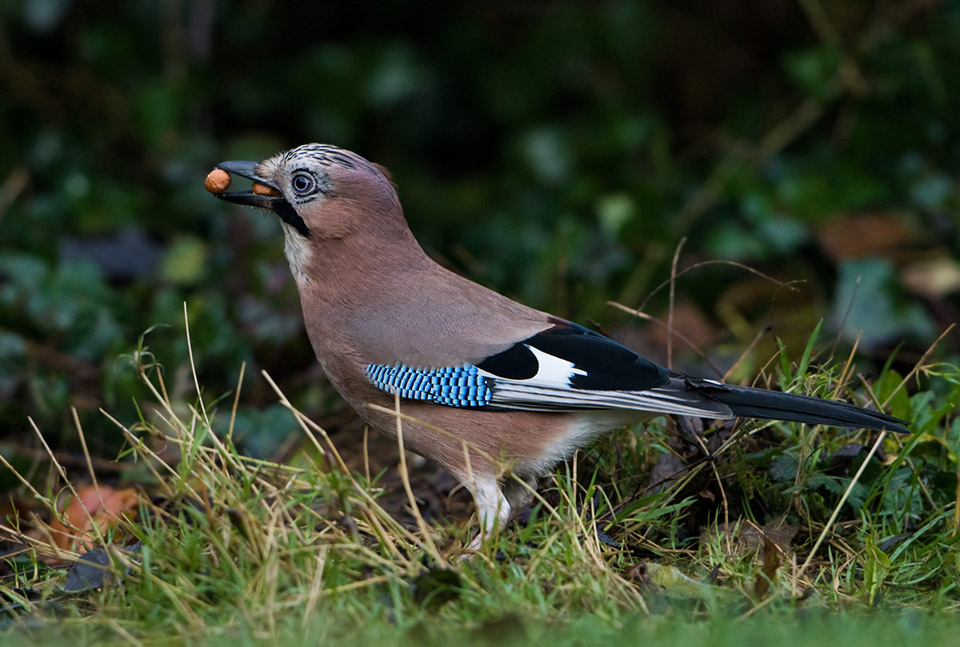 Jay with peanuts