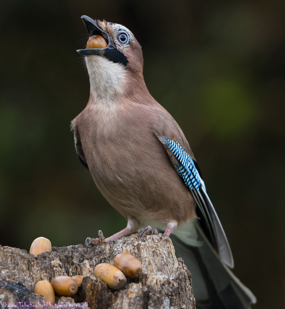 Jay swallowing acorn