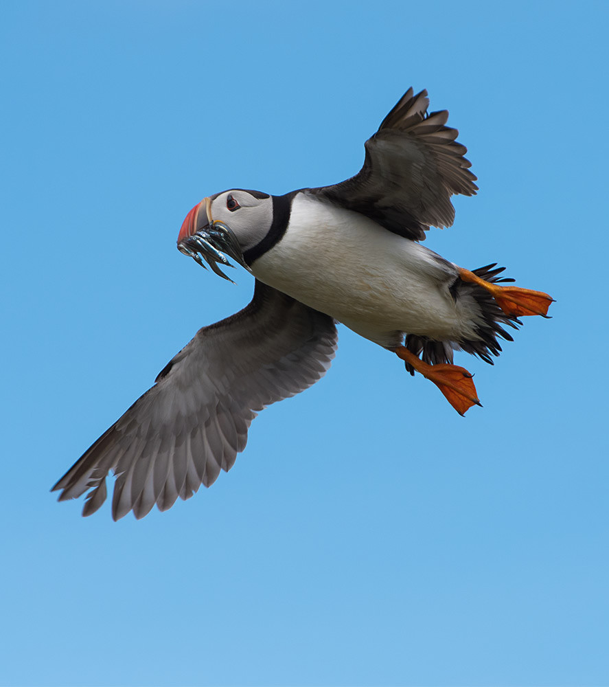 Puffin in flight with sandeels - Farne Isles