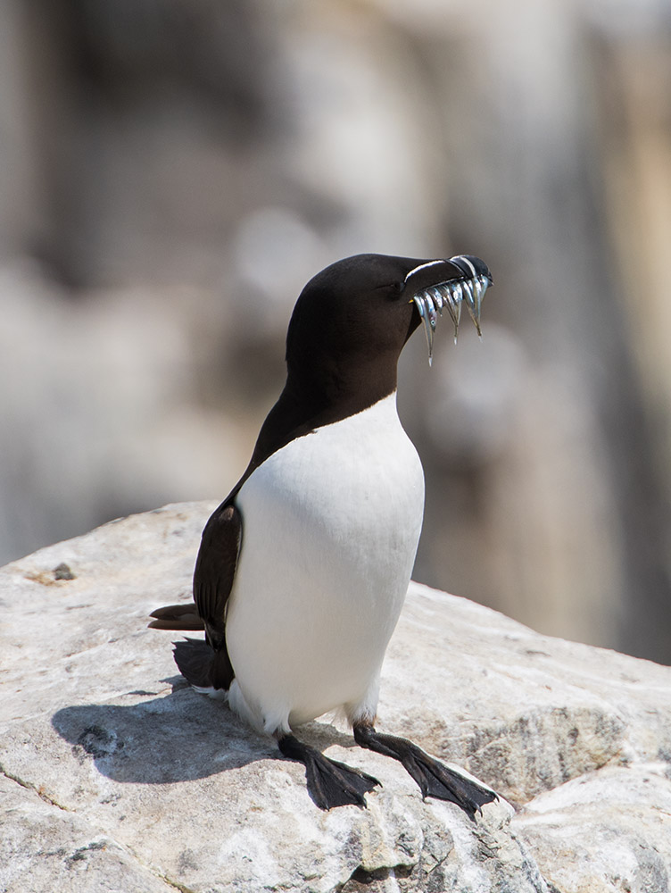 Razorbill with sandeels - Farne Isles