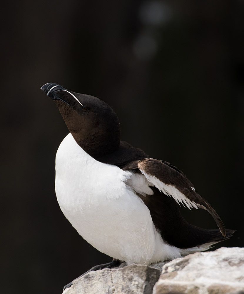 Razorbill resting - Farne Isles