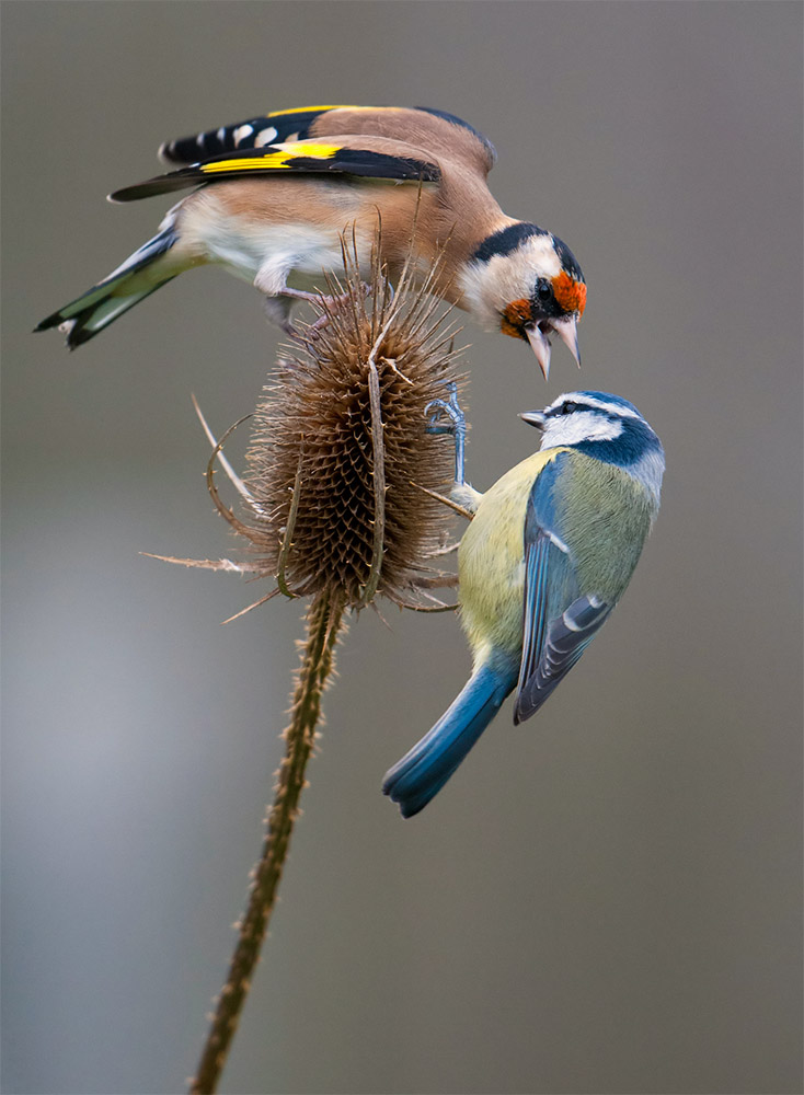 Included in Bird Photographer of the year book