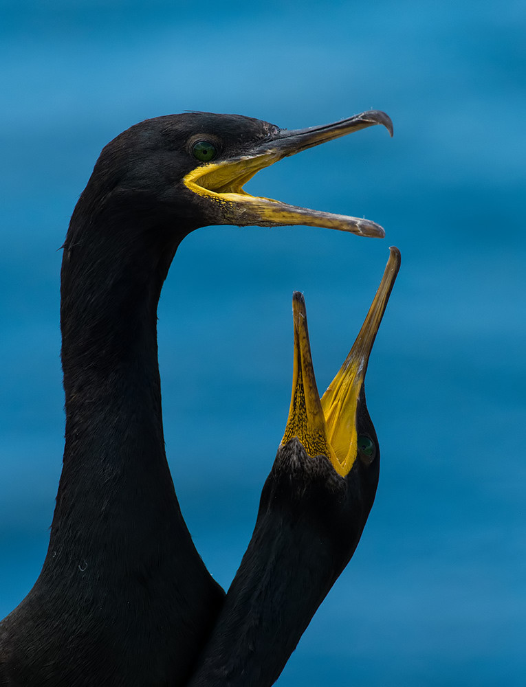 Shag courtship - Farne Isles