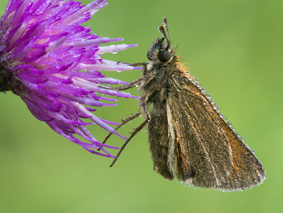 Little Skipper and dew