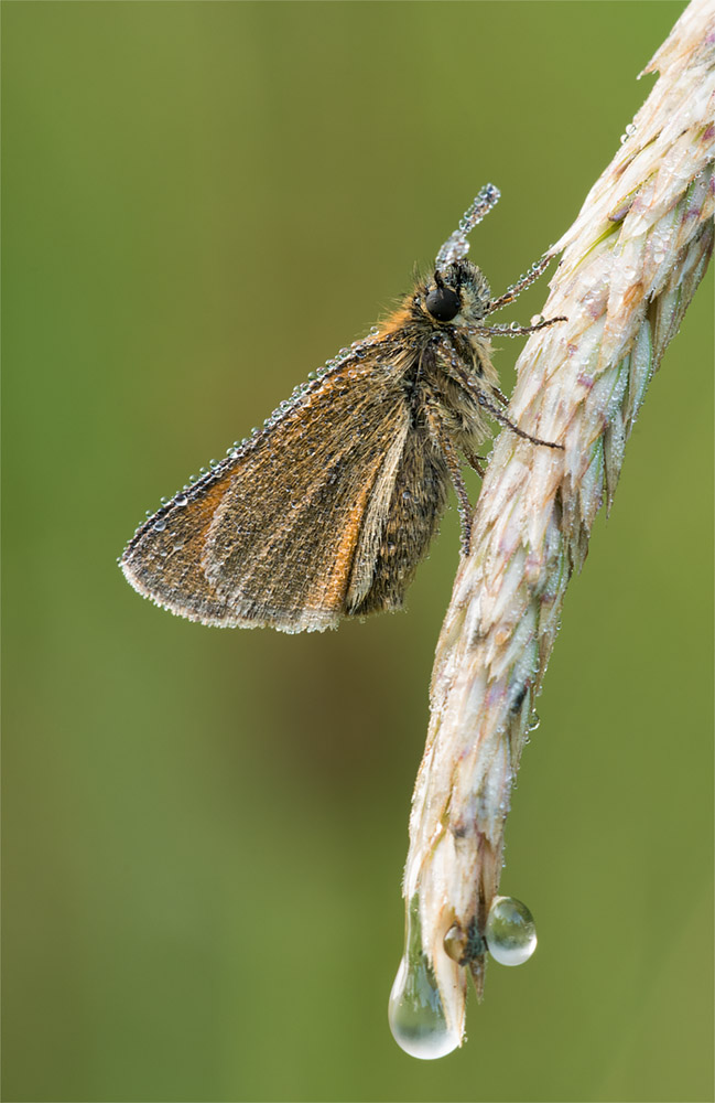 Skipper covered in morning dew