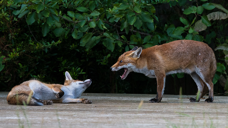 Scolding for young fox