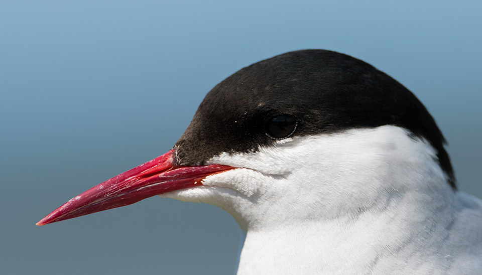 Arctic tern portrait - Farne Isles