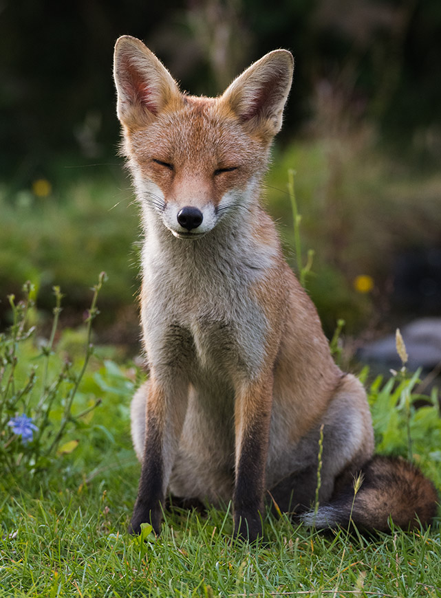 Tired Fox Cub