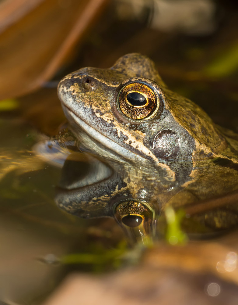 Common Frog close up